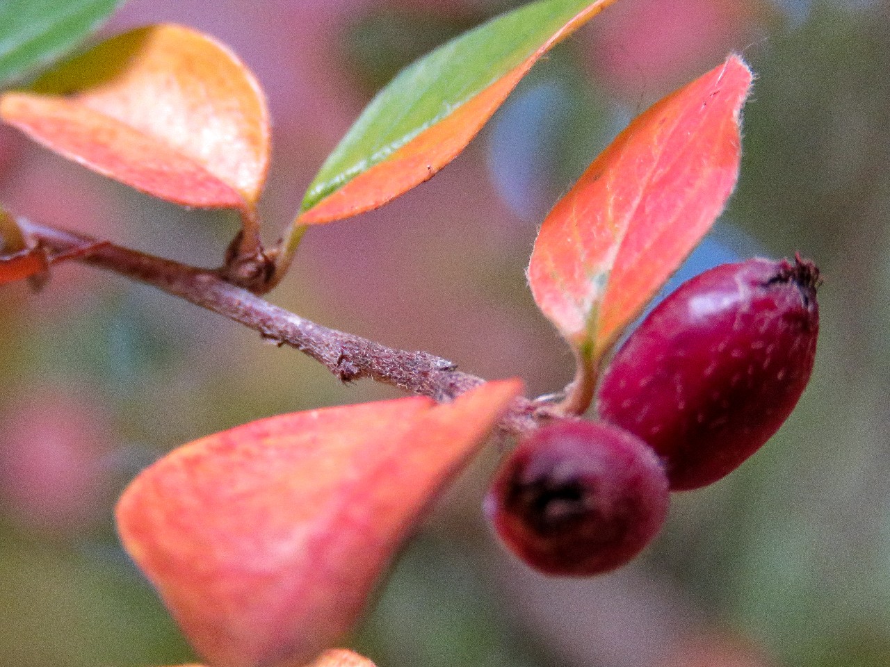 Feuilles en Automne – Décembre 2017