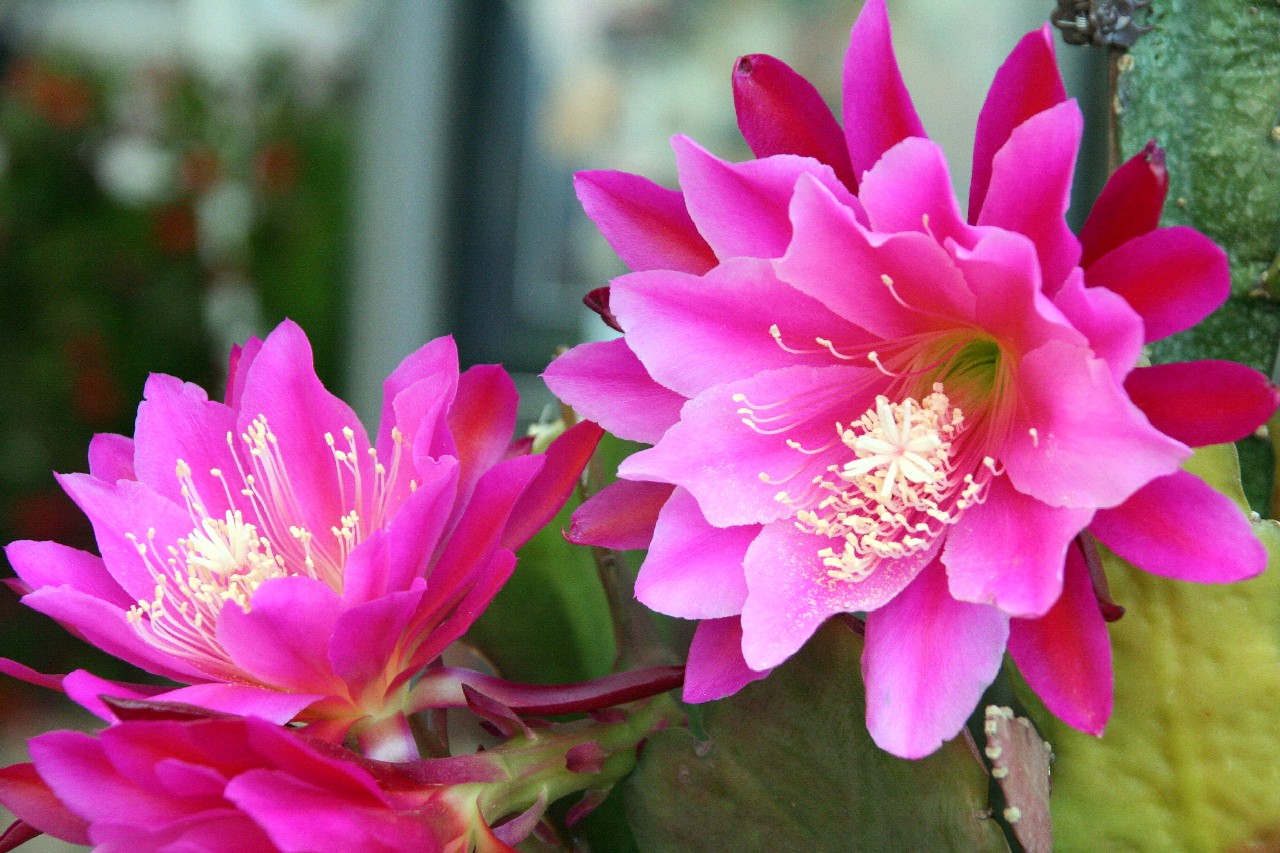 Fleurs – Août 2015
