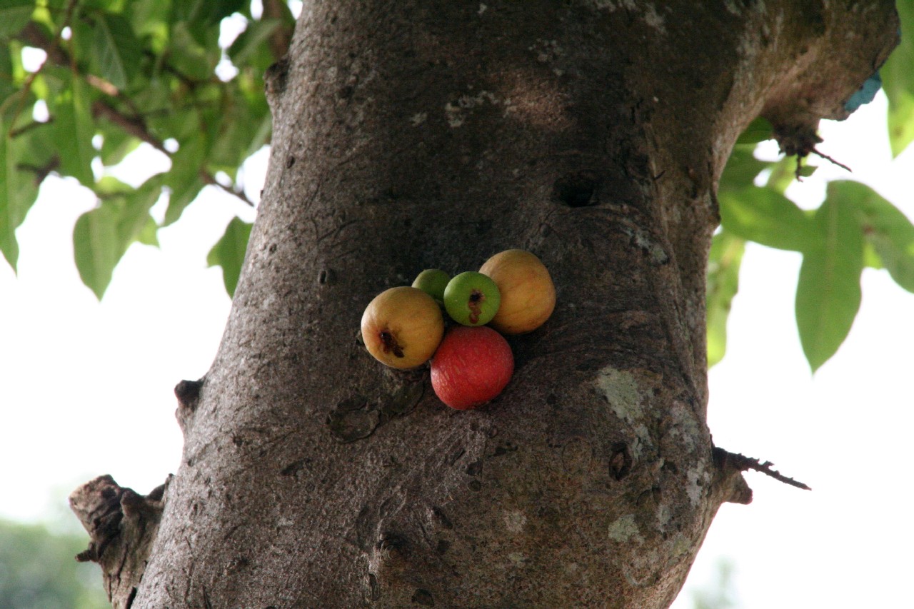 Fruits – Avril 2016