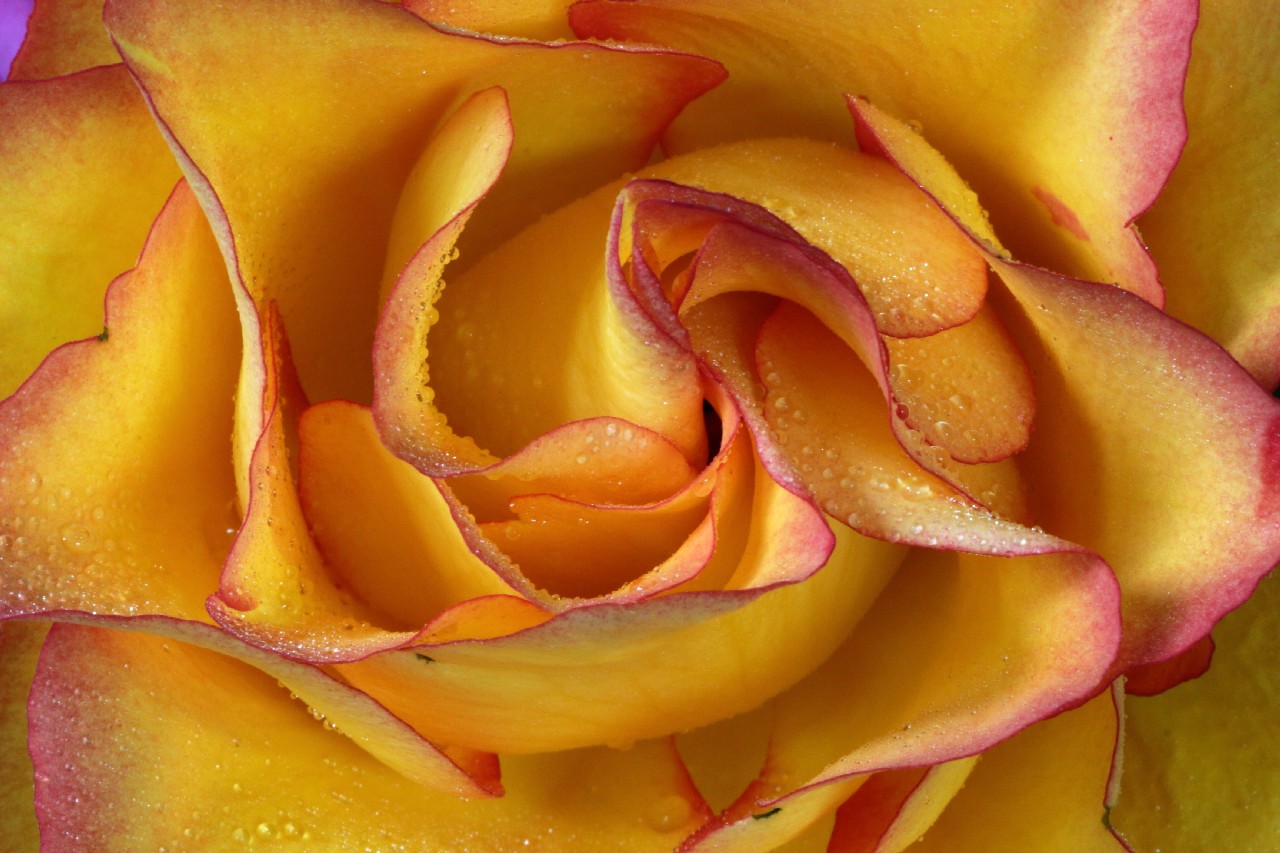 Roses – Avril 2016