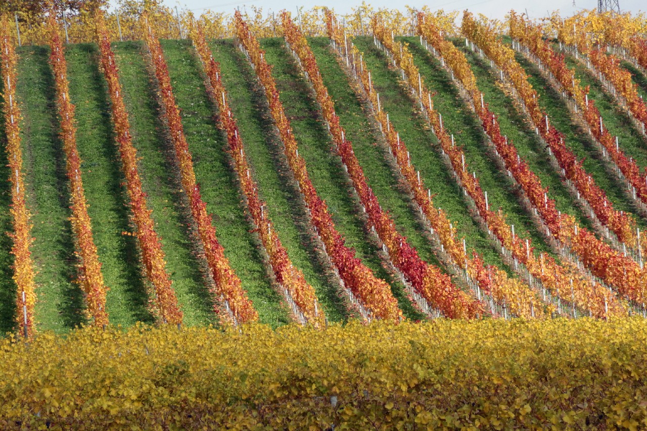 Vignes en automne – Janvier 2016